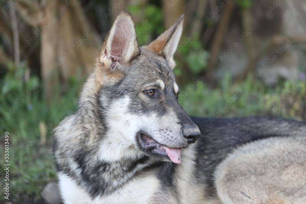 Naklejka premium Wolfshund