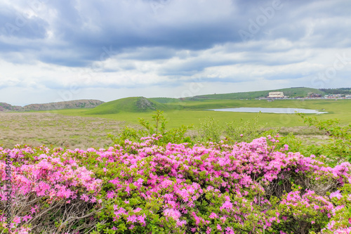 烏帽子岳から見たミヤマキリシマと草千里 熊本県阿蘇市 Rhododendron kiusianum and Kusasenrigahama Seen from Mt. Eboshidake