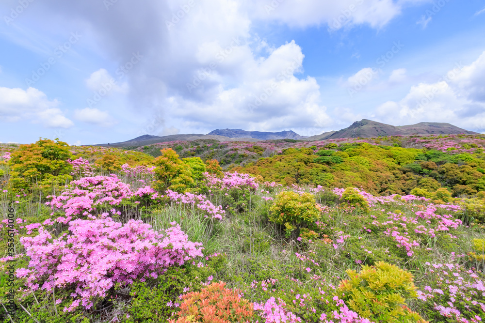 阿蘇山とミヤマキリシマ 熊本県阿蘇市 Mt.Aso and Rhododendron kiusianum Kumamoto Aso city 阿蘇山とミヤマキリシマ 熊本県阿蘇市 Mt.Aso and Rhododendron kiusianum Kumamoto Aso city