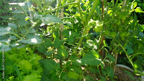 Tomato leaves in the vegetable garden