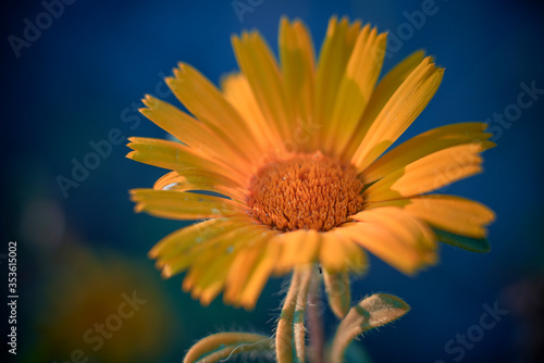 photo macro detail of pallenis maritima , playing with the theory of the yellow blue color photo