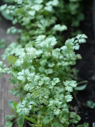 Organic Thai coriander coriander herb sprouts. Health benefits.