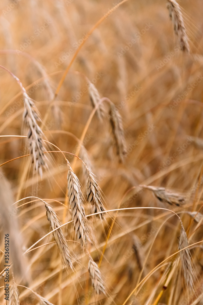 August, harvest time. Ripe ears of wheat are shot closeup on a field background. August, harvest time. Ripe ears of wheat are shot closeup on a field background.