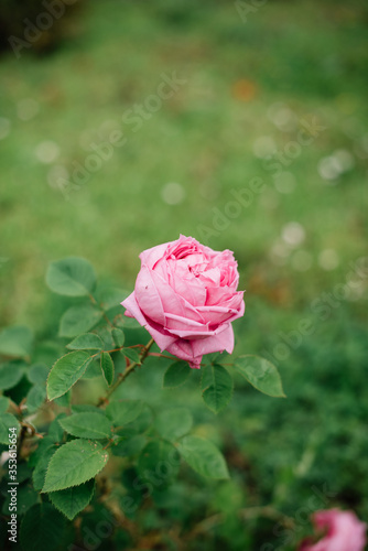 Сute lonely dewy pink rose growing in the garden, vertical photo