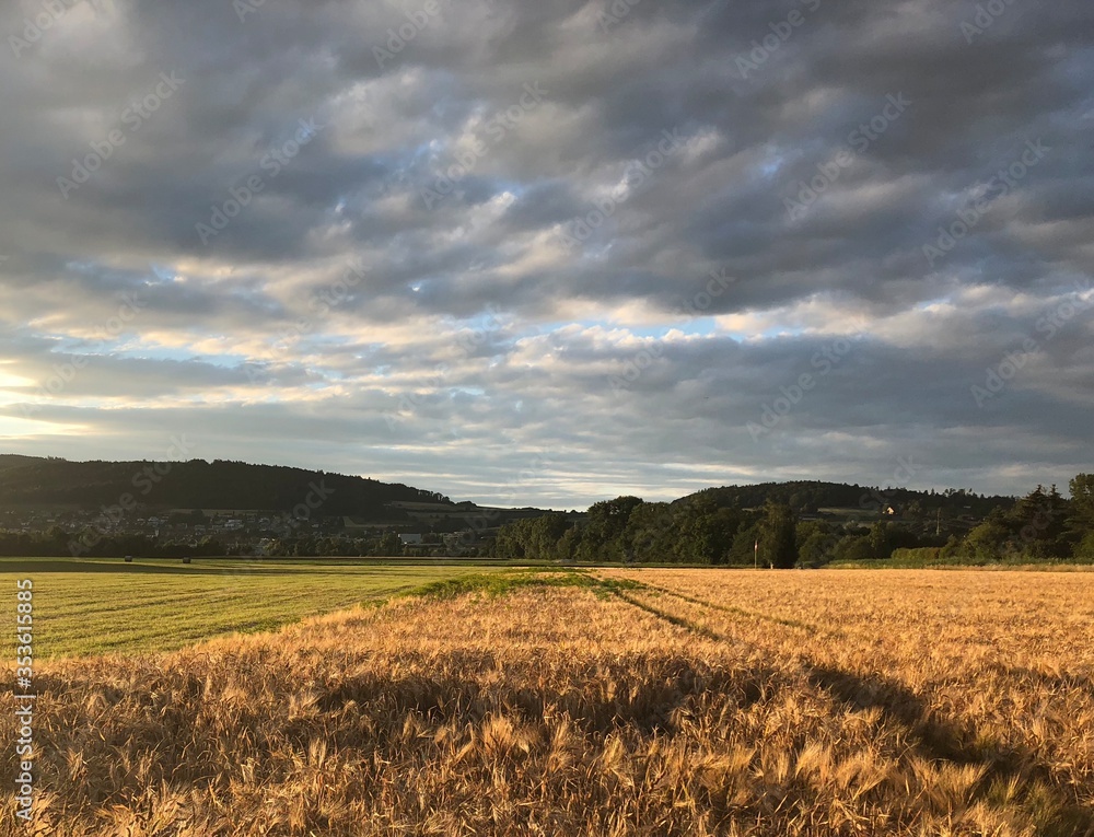 Dramatic clouds over an wheat field during sunset in Dällikon, Zürich, Switzerland.