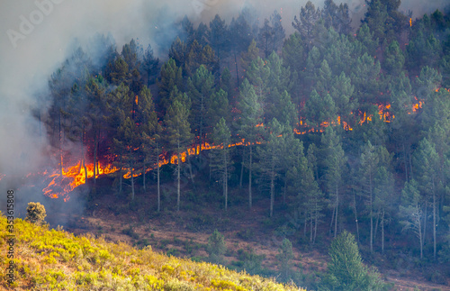 Fire in the forest photo