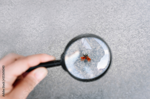 Hand holding magnifying glass over ladybug