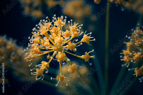 macro detail of a giant fennel flower with unfocused background 