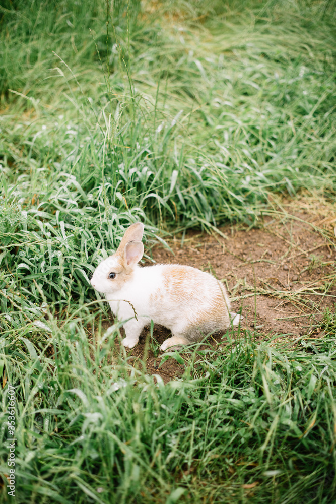 Adorable furry little bunny rabbit hopping in the wild in Portugal, vertical photo Adorable furry little bunny rabbit hopping in the wild in Portugal, vertical photo