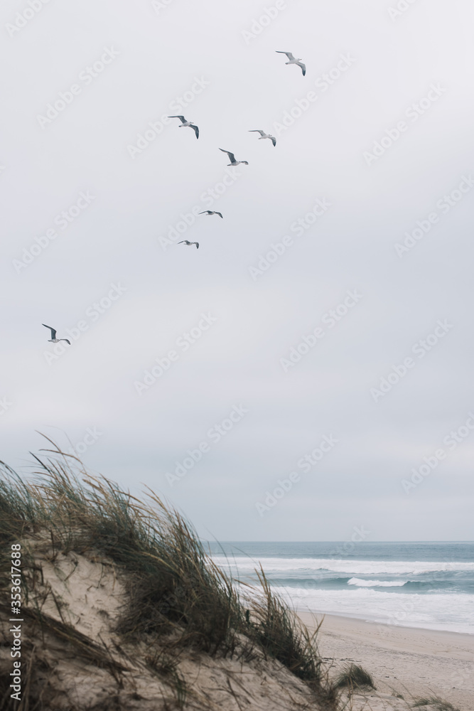 Fototapeta premium Beautiful white sand dunes with Atlantic ocean on the background, seagulls flying and wind blowing in Costa Nova, Aveiro, Portugal 