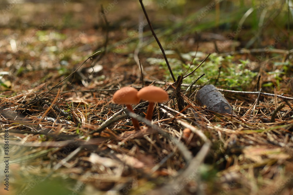 tMushrooms in the forest on a sunlit glade tMushrooms in the forest on a sunlit glade