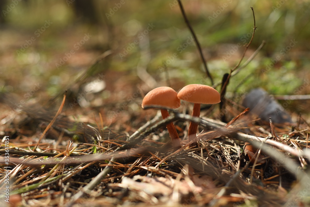 Small poisonous mushrooms in a sunlit glade Small poisonous mushrooms in a sunlit glade