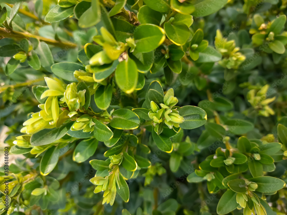 Background with many green boxwood leaves. Green leaves. Background with many green boxwood leaves. Green leaves.