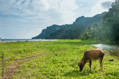 Sipalay, Negros Island, Visayas and The Philippines photo