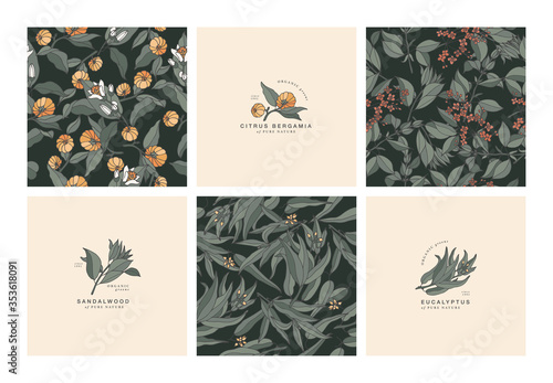 Vector illustration botanical herbs - vintage engraved style. Sandalwood, eucalyptus and citrus bergamia. Seamless pattern.