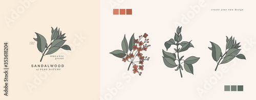 Vector illustration sandalwood branch - vintage engraved style. Logo composition in retro botanical style.