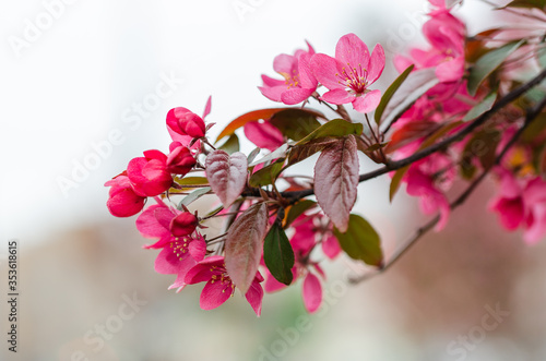Spring flowering apple tree with pink flowers against the sky