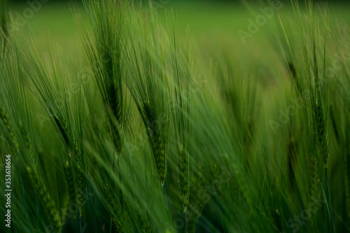 Getreide Weizen Gerste Roggen Gras Feld Acker Landwirtschaft   hren Gr  ser