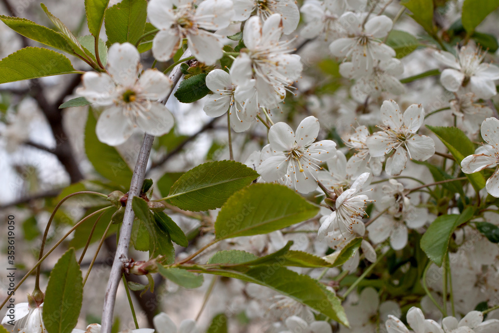 Obraz premium Blooming cherry tree 11