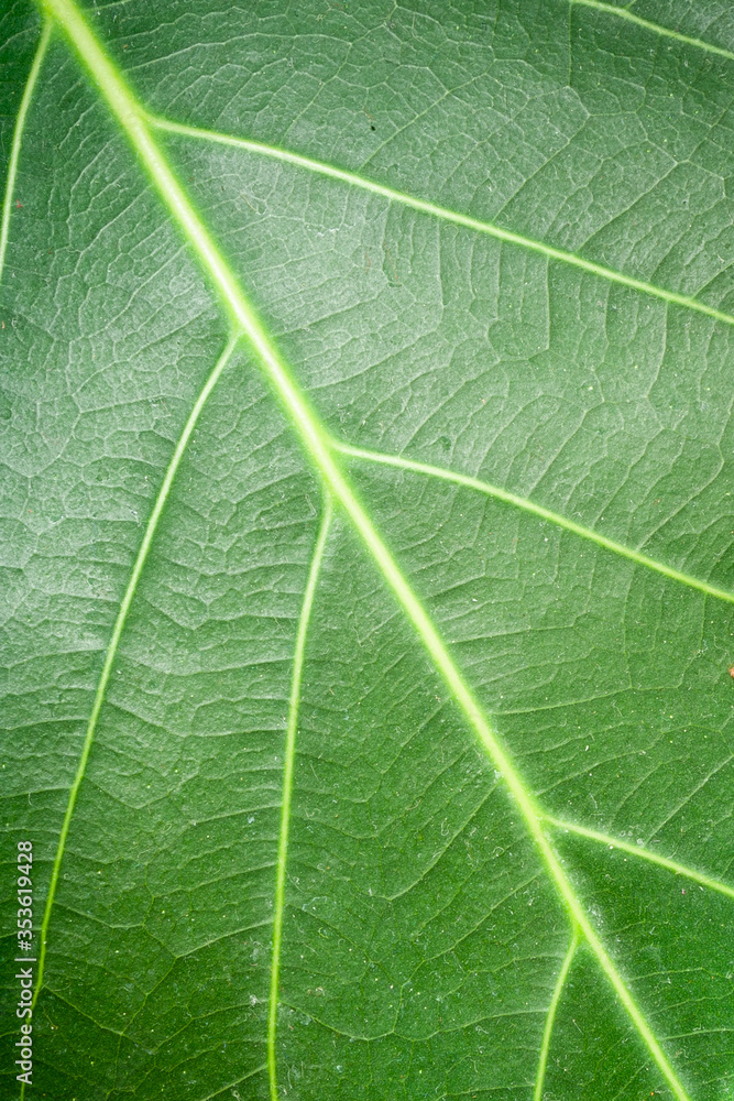 Macro photo of green leaf. Closeup green leaf texture background. Macro photo of green leaf. Closeup green leaf texture background.