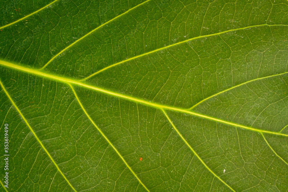 Macro photo of green leaf. Closeup green leaf texture background. Macro photo of green leaf. Closeup green leaf texture background.