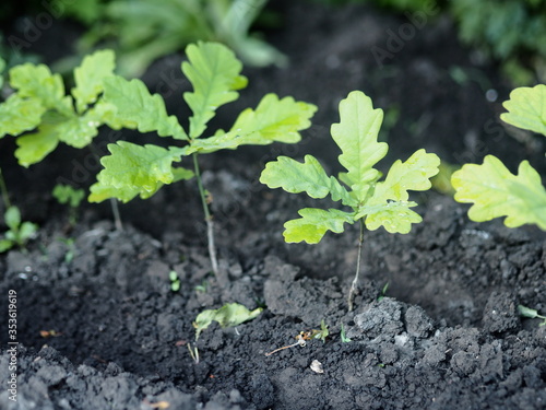 The background of the spring vegetation.New young oak trees, sprouting from the seeds of the acorn.