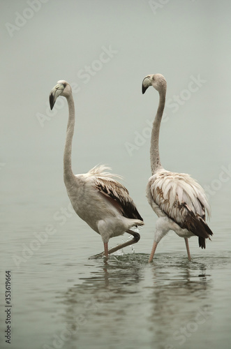 Greater Flamingos Juvenile moving towards each other