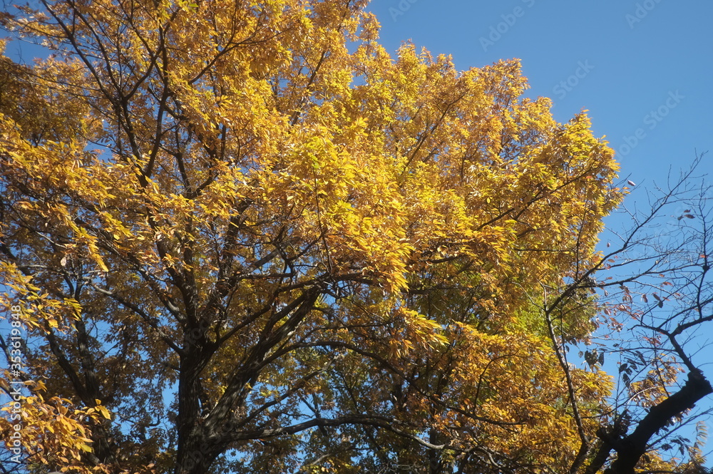 Fototapeta premium イチョウ