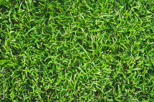 Green grass texture. Meadow or lawn background. Fresh green color.