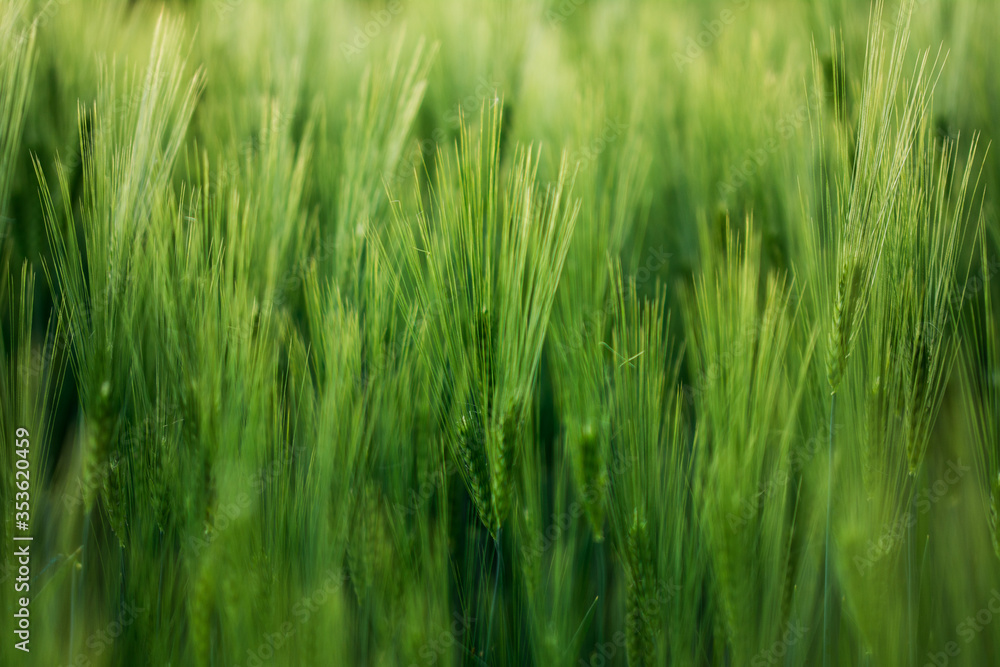 Getreide Weizen Gerste Roggen Gras Feld Acker Landwirtschaft Ähren Gräser