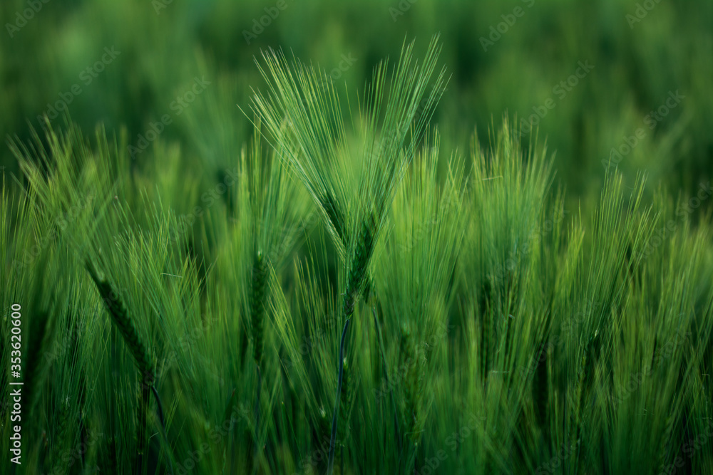 Getreide Weizen Gerste Roggen Gras Feld Acker Landwirtschaft Ähren Gräser Getreide Weizen Gerste Roggen Gras Feld Acker Landwirtschaft Ähren Gräser