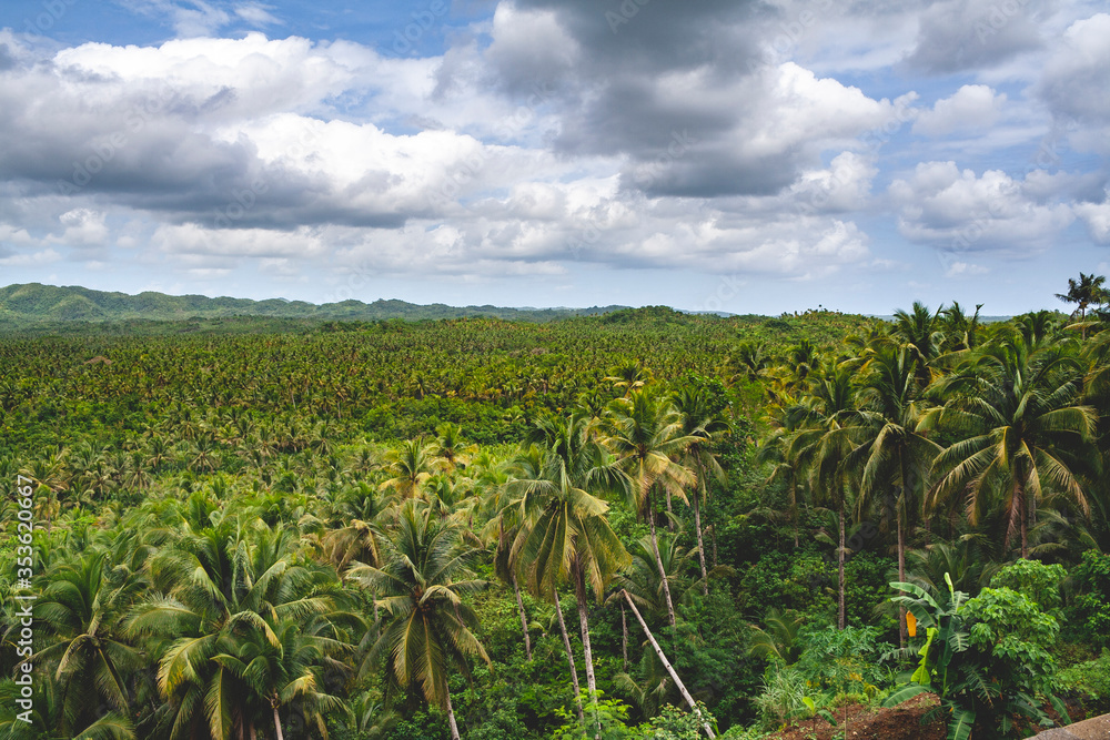 Coconut trees view deck in Siargao, Philippines