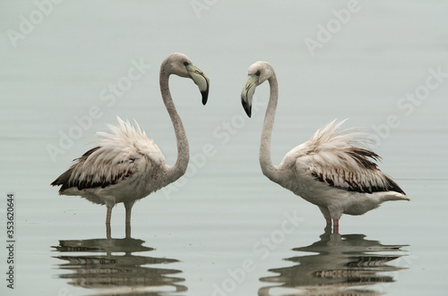 Greater Flamingos Juveniles and reflection on water