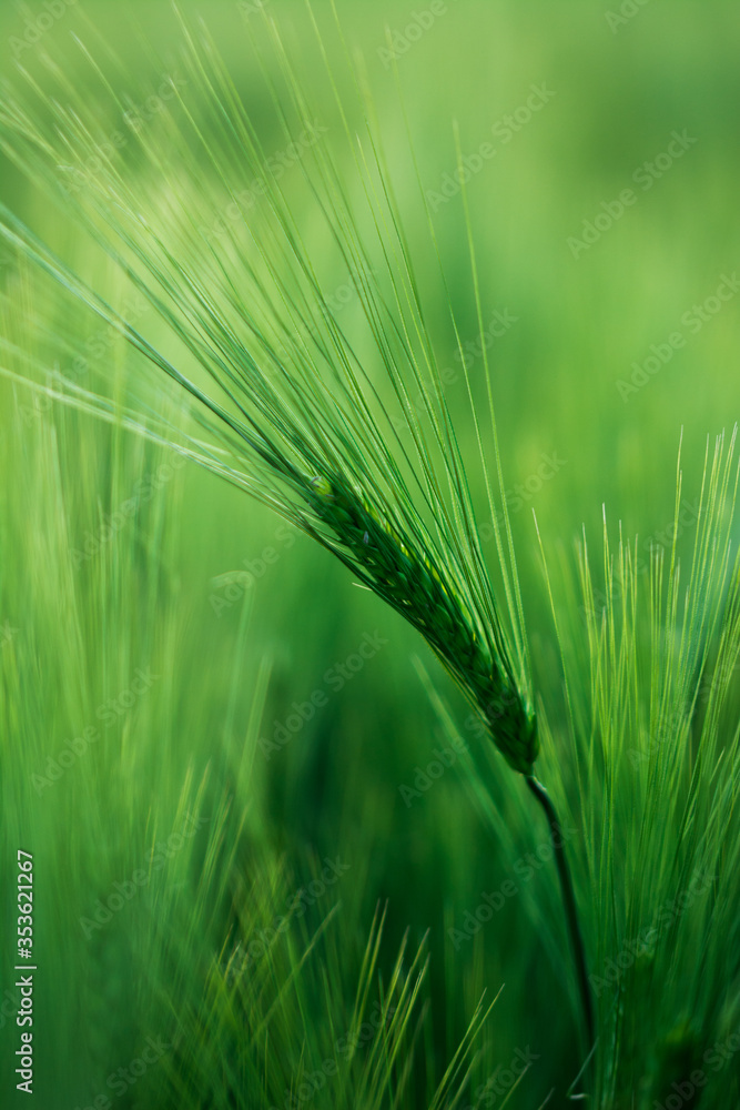 Fototapeta premium Getreide Weizen Gerste Roggen Gras Feld Acker Landwirtschaft Ähren Gräser