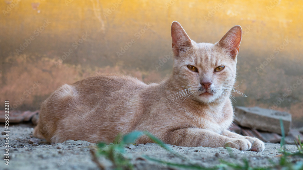 Orange cat lies in the dust in the yard. Orange cat lies in the dust in the yard.