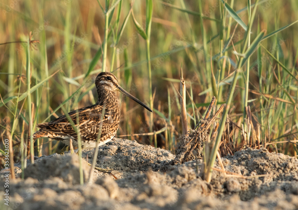 Common snipe in the grasses Common snipe in the grasses