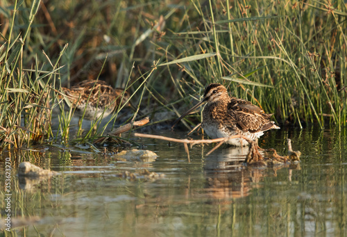 Common snipes