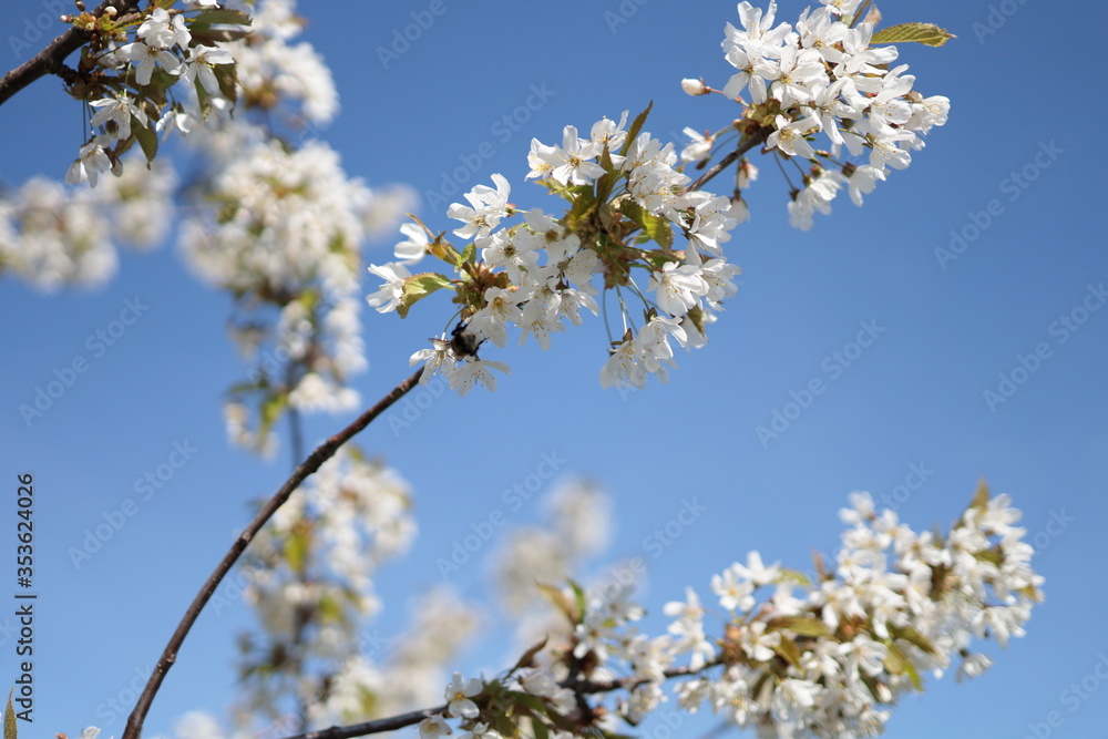 Cherry blossom, white flowers, full bloom. A bee is foraging, is collecting nectar. Cherry blossom, white flowers, full bloom. A bee is foraging, is collecting nectar.