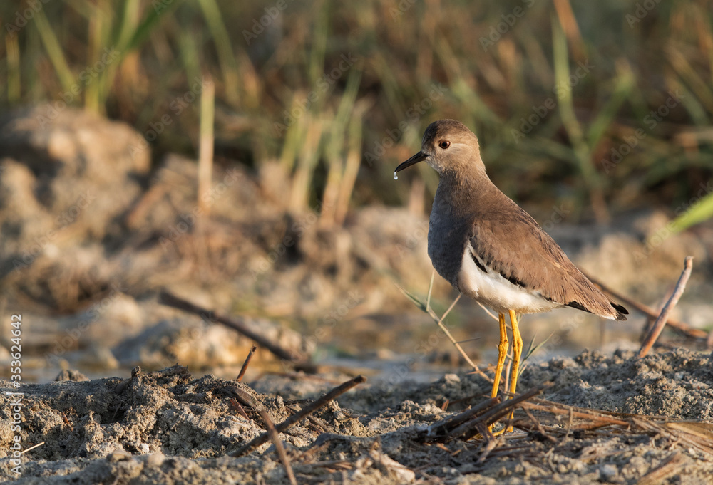 White-tailed Lapwing and a drop of water falling from the beak, Bahrain White-tailed Lapwing and a drop of water falling from the beak, Bahrain