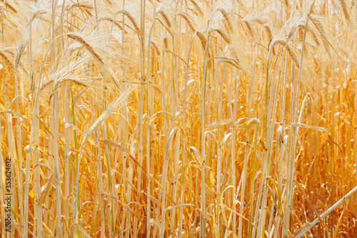 wheat in the field