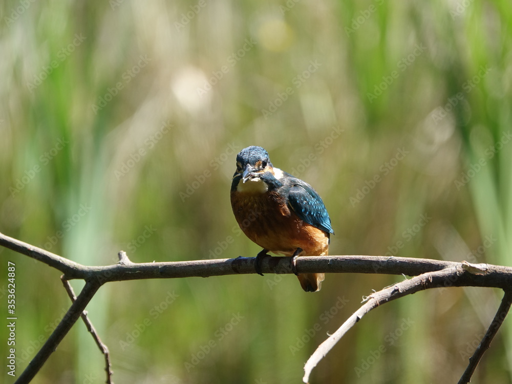 Obraz premium kingfisher (Alcedo atthis) perched on branch with small fish