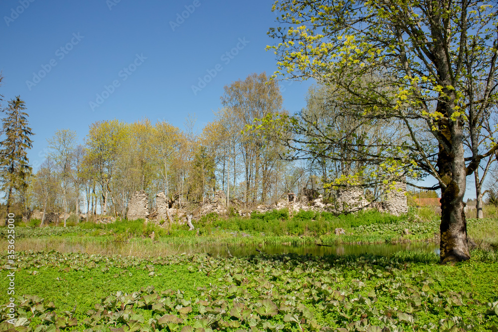 Naklejka premium Petasites hybridus the butterbur leaves growing by pond in old abandoned Adila manor ruins park in Estonia, Europe. Butterbur is believed to be good herbal medicine plant.