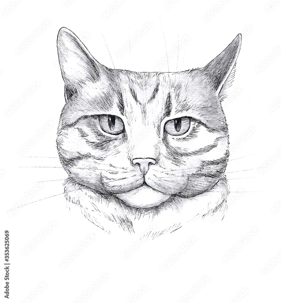Graphic head of a cat, pencil picture
