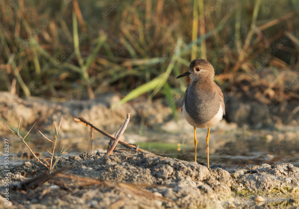 Beautiful White-tailed Lapwing