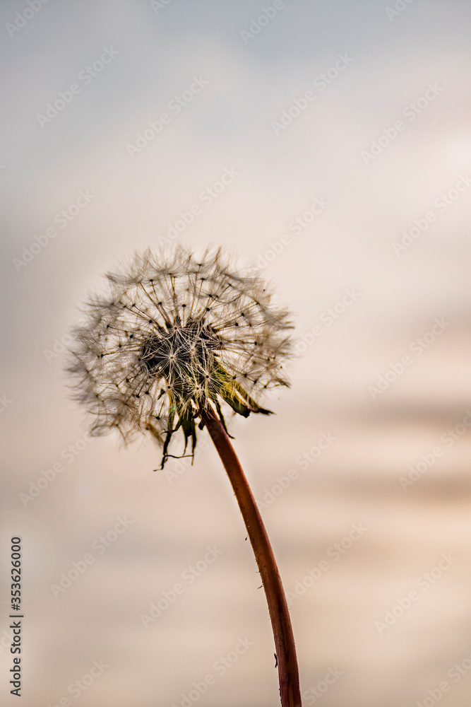 Obraz premium one dandelion against the sky