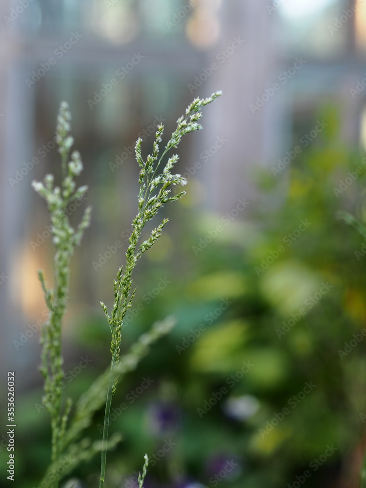 Background with grass.In summer, high lawn grass, thin blades of grass close up, blurred background. Background with grass.In summer, high lawn grass, thin blades of grass close up, blurred background.