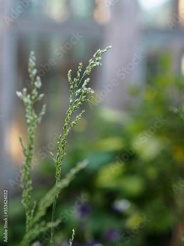 Background with grass.In summer, high lawn grass, thin blades of grass close up, blurred background. © Татьяна Пинкасевич