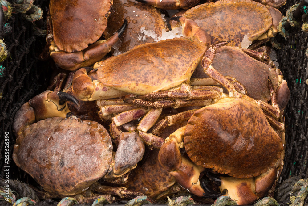 Freshly caught crabs in the sea Freshly caught crabs in the sea