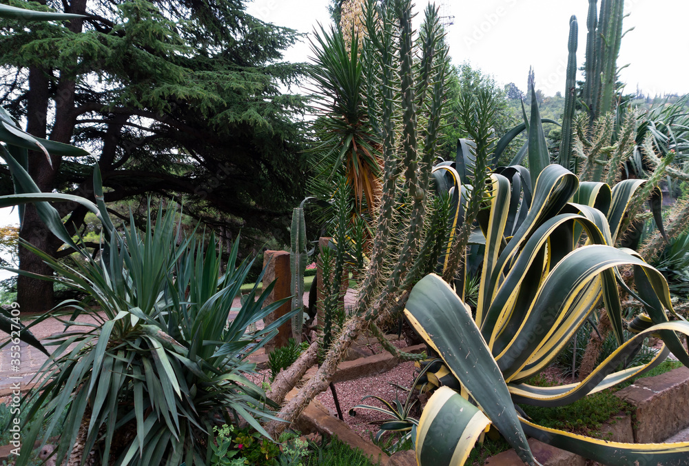 Cactus meadow in a botanical park, Alushta