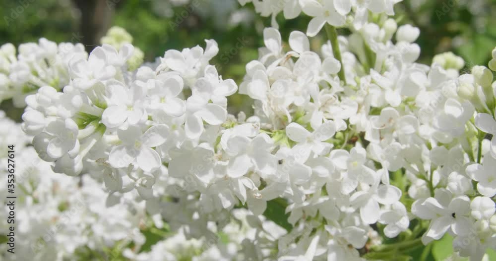 Blooming white lilac.